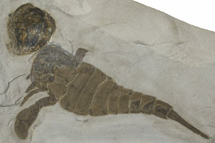 Eurypterus (Sea Scorpion) Fossil - New York #369296